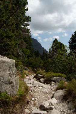 kayalık yol bulutlu gökyüzü altında çam ağaçlarıyla çevrili