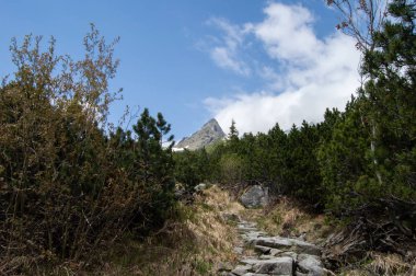 Rocky Dağları çam ağaçları arasından görüntülendi
