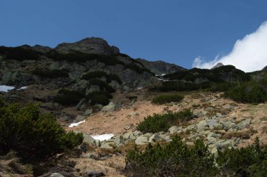 yeşil çalılar tepenin düşük açılı görünüş