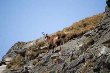 dağ keçisi tırmanma doğal görünümü kayalar
