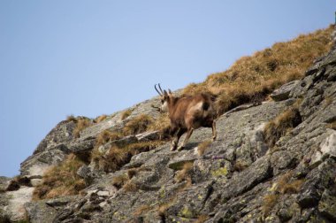 dağ keçisi tırmanma doğal görünümü kayalar
