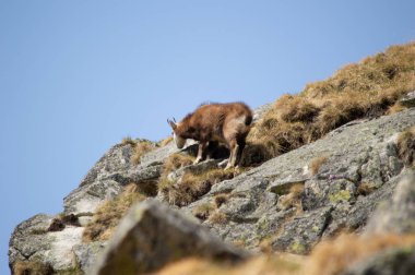 dağ keçisi tırmanma doğal görünümü kayalar