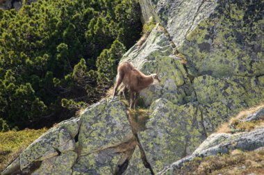 dağ keçisi tırmanma uzak görünümü kayalar