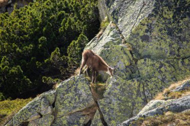 dağ keçisi tırmanma uzak görünümü kayalar