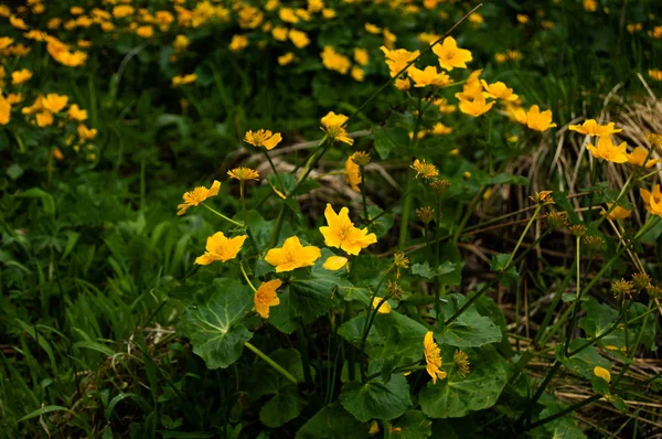 Primer Plano Plano Flores Silvestres Amarillas Floreciendo Campo Verde — Foto de Stock