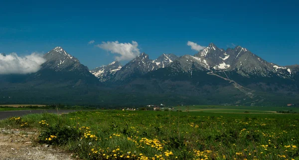 Zelené Údolí Kvetoucími Květinami Pohoří Pozadí — Stock fotografie