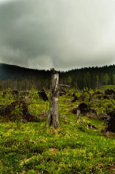 Bulutlu Gökyüzü Altında Çam Ormanı Doğal Görünüm — Stok fotoğraf