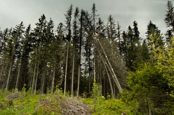 흐린된 소나무 — 스톡 사진