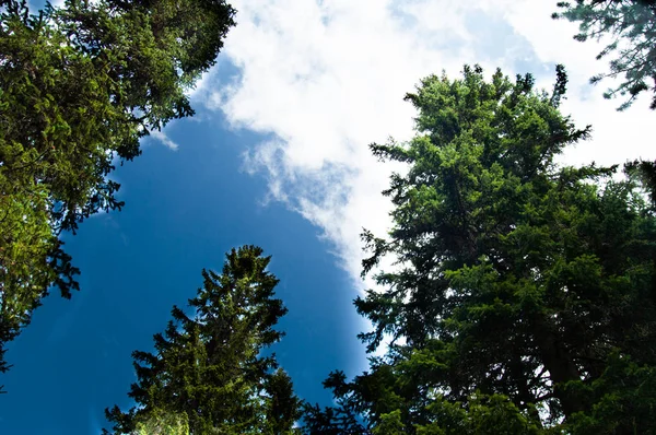 çam ağaçlarının içinde mavi bulutlu gökyüzü düşük açılı görünüş