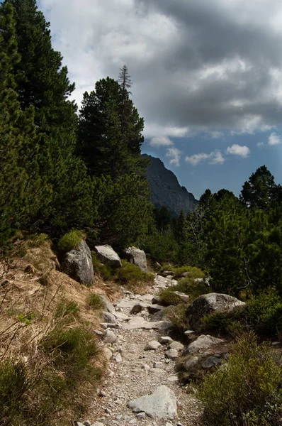 kayalık yol bulutlu gökyüzü altında çam ağaçlarıyla çevrili