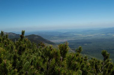 çam ağaçlarının dalları ile görülen dağlar