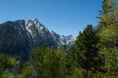 çam ağaçlarının dalları ile görülen dağlar