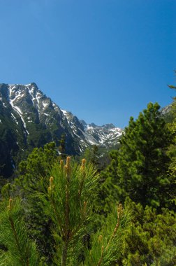 çam ağaçlarının dalları ile görülen dağlar