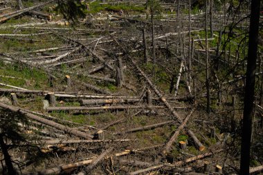 ölü görünümünü çam ağaçları parlak güneş ışığı altında