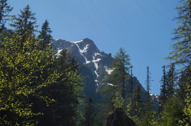 çam ağaçlarının dalları ile görülen dağlar