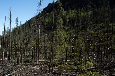 parlak gün ışığında dağlık çam ormanı kesmek