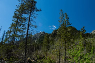 Dağlık çam ormanı parlak güneş ışığı altında