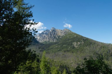 çam ağaçları ve rocky Dağları parlak güneş ışığı altında