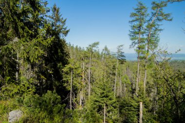 Işıklı çam ağaçları güneş ve mavi gökyüzü temizleyin
