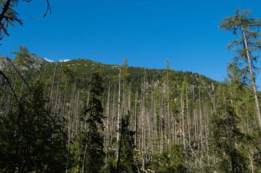 çam ağaçları ve dağlar canlı mavi gökyüzü altında