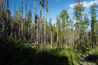 Dağlık çam ormanı parlak güneş ışığı altında
