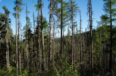 Dağlık çam ormanı parlak güneş ışığı altında