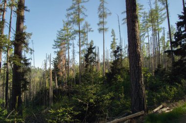 Dağlık çam ormanı parlak güneş ışığı altında