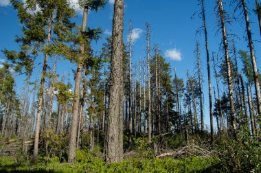 Dağlık çam ormanı parlak güneş ışığı altında