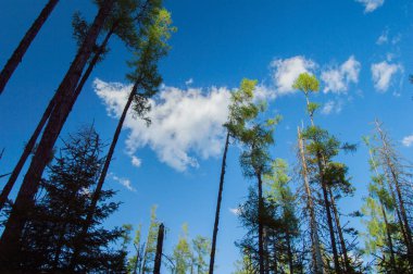 çam ağaçlarının arka plan üzerinde canlı mavi gökyüzü ile