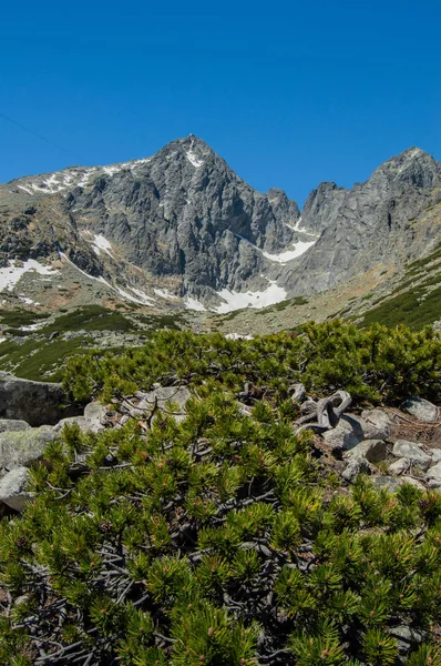 Bergiga Landskapet Med Frodig Grönska Snö Och Blå Himmel — Stockfoto