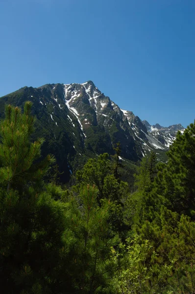 Pine Trees Rocky Mountains Bright Sunlight — Stock Photo, Image