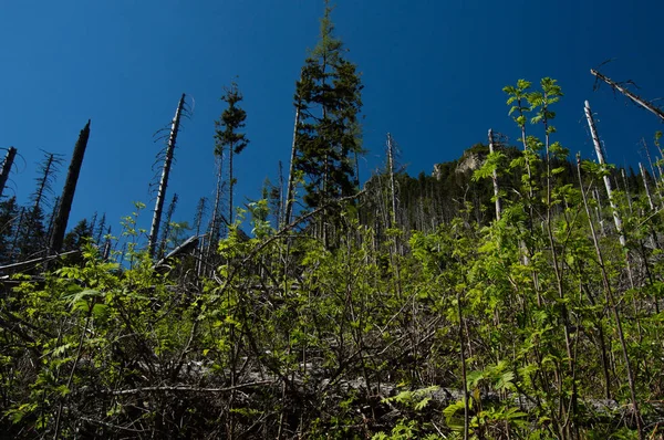 Pine Trees Vivid Blue Sky Background — Stock Photo, Image
