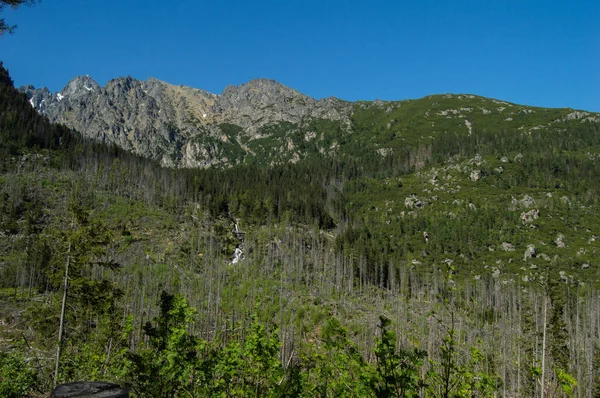 Pine Trees Rocky Mountains Bright Sunlight — Stock Photo, Image