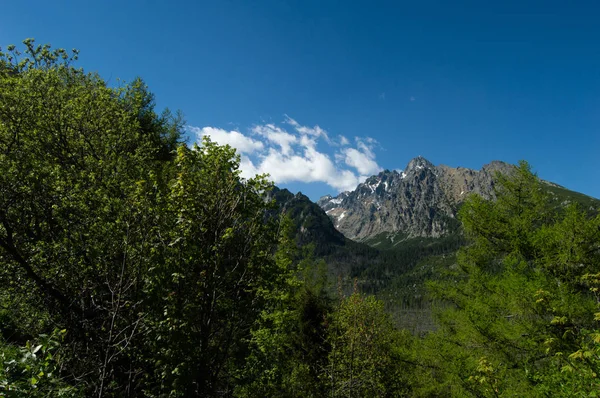 Pinheiros Montanhas Rochosas Luz Solar Brilhante — Fotografia de Stock