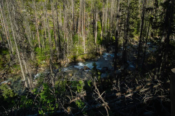 Гірська Річка Тече Сосновому Лісі — стокове фото