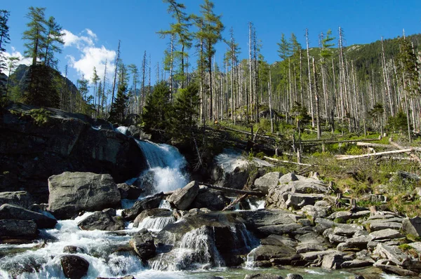 Kiefern Umgeben Fließenden Wasserfall Sonnenlicht — Stockfoto