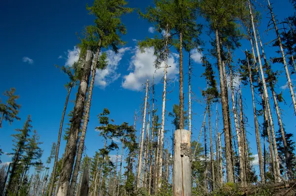 생생한 배경으로 소나무 — 스톡 사진