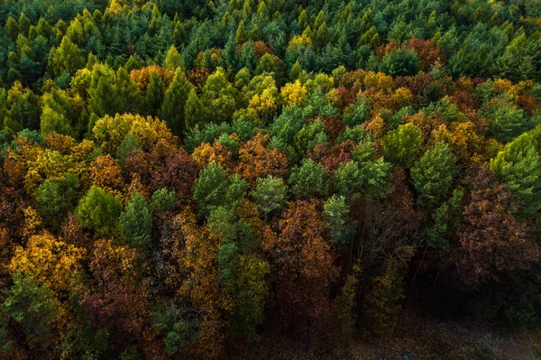 Erhöhter Blick Auf Dichten Herbstwald — Stockfoto