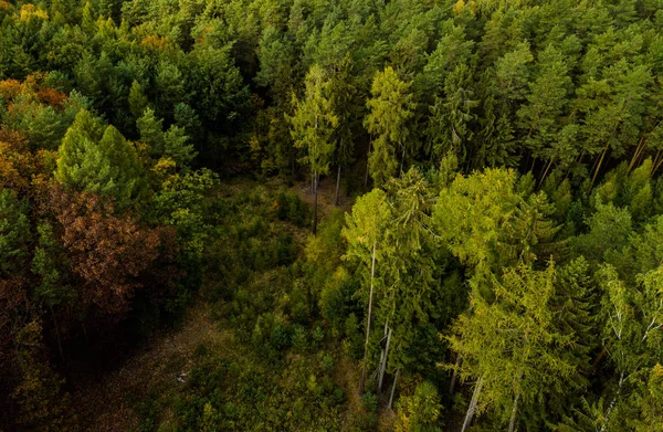 Erhöhter Blick Auf Dichten Herbstwald — Stockfoto