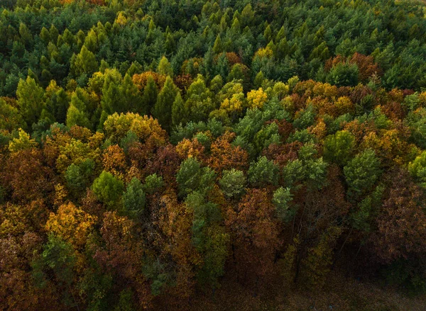 Erhöhter Blick Auf Dichten Herbstwald — Stockfoto