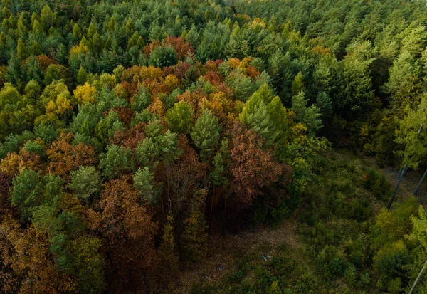 Erhöhter Blick Auf Dichten Herbstwald — Stockfoto