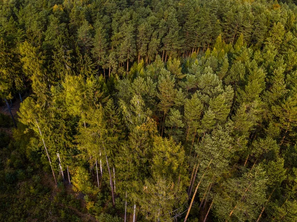 Erhöhter Blick Auf Dichten Grünen Wald — Stockfoto