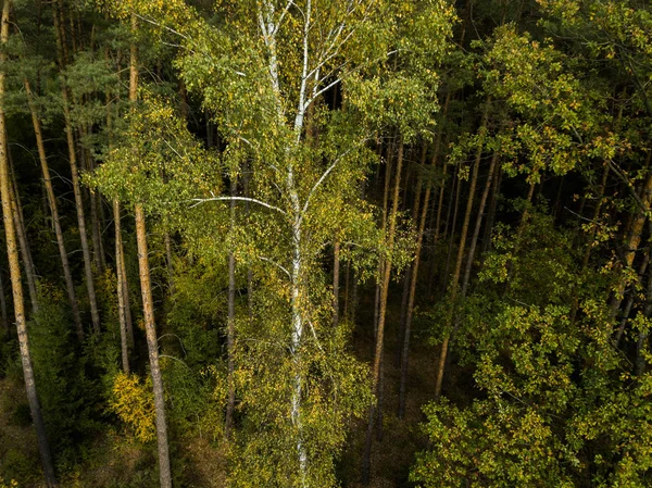 Erhöhter Blick Auf Dichten Grünen Wald — Stockfoto