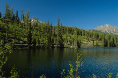 çam ağaçları ile dağlık manzara göl güneş ışıklı