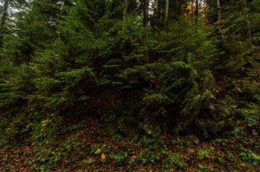 atış yeşil çam ağaçlarının orman içinde kırpılmış