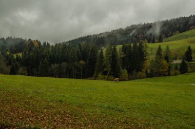 çam ağaçları ve alçak bulutlar ile yeşil tepe