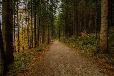 perspektif görünümü çam ormanı ile geçen yolun azalan