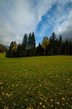 çam ormanı tarafından yeşil çim kaplı tepenin görünümü
