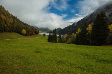 İnekler otlatma ile yeşil dağlık manzara görünümünü