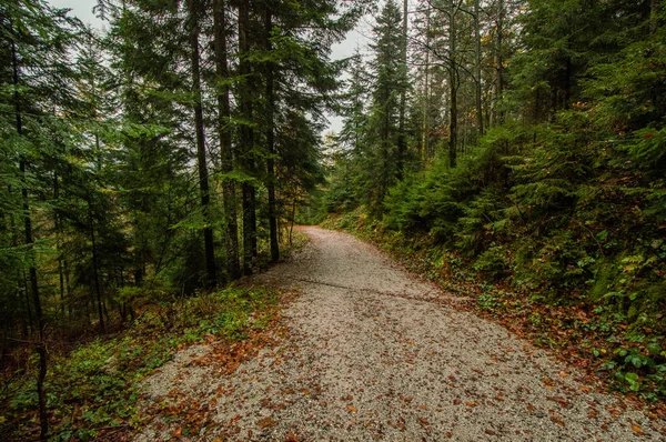 Visão Perspectiva Decrescente Caminho Que Passa Pela Floresta Pinheiros — Fotografia de Stock